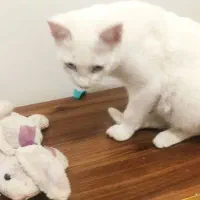 گربه پرشین|گربه|اردبیل, |دیوار