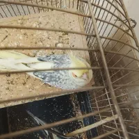 ماده گل باقالی