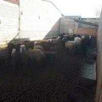 بره نر پشم کهنه