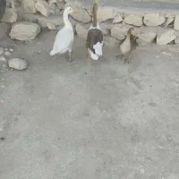 3تا غاز نرو ماده تخم گذار|پرنده|گله دار, |دیوار