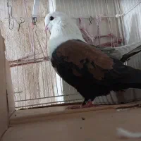 عتیقه|پرنده|مشهد, حجت|دیوار