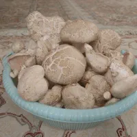 قارچ کوهی کماهگوشت