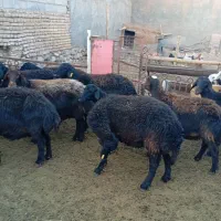 میش عزل افشار 14عدد|حیوانات مزرعه|تربت‌حیدریه, میدان مرکزی|دیوار