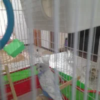 مرغ عشق ماده
