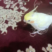 طوطی عروس هلندی|پرنده|کرمان, |دیوار