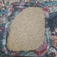 عدس پزا و تمییز