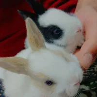 خرگوش کوشولو