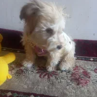 فروش سگ آپارتمانی بسیار آرام وشیرین|سگ|سبزوار, امام خمینی (ناوی)|دیوار