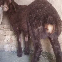 بر و بزغاله نر