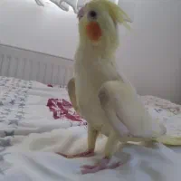 عروس هلندی معاوضه با کتوله برزیلی|پرنده|اراک, |دیوار