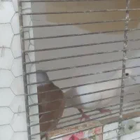 فروش نروماده بزرگ|پرنده|اردکان, |دیوار