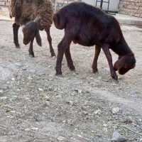 بره نر نژاد افشاری