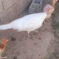 بوقلمون ماده