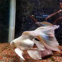 کوی شورت بادی|ماهی|تهران, امیریه|دیوار