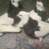 هفت عددکبوترطوقی بفروش میرسند|پرنده|چابهار, |دیوار