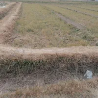 زمین کشاورزی