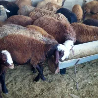 بره ، شیشک و بز