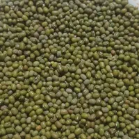 ماش دانه درشت تمیز بدون نپزو