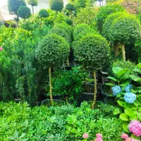 خدمات باغبانی سم پاشی سرتاسر تهران