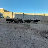 ۱۳عددبرریزجفتی ۵۰کیلو۸تانر۵تاماده بفروش میرسد