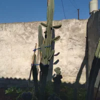 گل کاکتوس پریانوس قیمت مناسب|گل و گیاه طبیعی|کوهیخیل, |دیوار