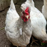 تخم نطفه دار آیسبار فرانسوی