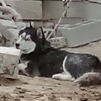 هاسکی|سگ|ایذه, |دیوار