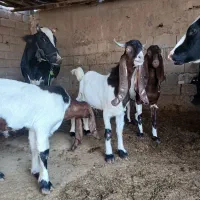 بز افغانی دوعدد نر هویزه|حیوانات مزرعه|اهواز, بهارستان|دیوار