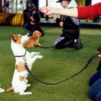 مربی سگ ، تربیت و اموزش ، منزل و پانسیون