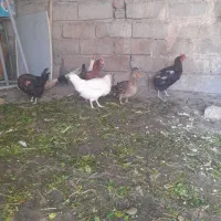 مرغ واردک|حیوانات مزرعه|صحنه, |دیوار