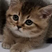 بچه گربه بریتیش