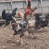 فروش خروس لاری