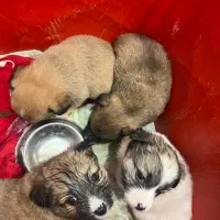 سگ اشپیتز چهارتا