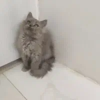 گربه بریتیش