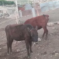 گوساله وگاو گوشتی وگاو گوساله بومی|حیوانات مزرعه|صحنه, |دیوار