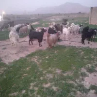 بیگ و بز|حیوانات مزرعه|مسجد سلیمان, |دیوار