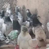 بیست کبوتر پاکستانی|پرنده|خورموج, |دیوار