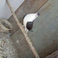 کبوتر|پرنده|پاکدشت, پاکدشت (مامازند)|دیوار