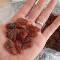 کشمش ابگیری و۰۰۰