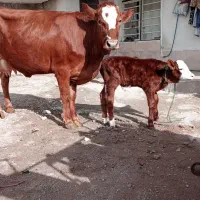 گاو با گوساله نر شرابی