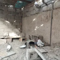 مجسمه