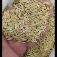 خریدار جو وگندم