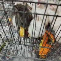 فروش خرگوش|موش و خرگوش|یاسوج, |دیوار