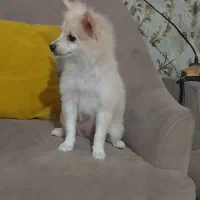 سگ پاکوتا
