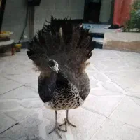 طاووس|پرنده|مشهد, خواجه ربیع|دیوار