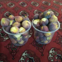انجیرژاپنی
