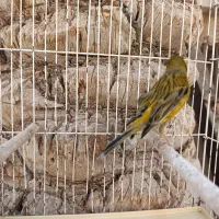 قناری نر ریزه خونی|پرنده|امیدیه, |دیوار