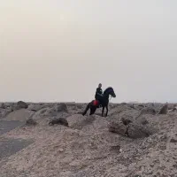 فروش یک راس اسب|اسب و تجهیزات اسبسواری|نرماشیر, |دیوار