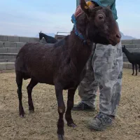 نر بز مورسیا|حیوانات مزرعه|سمنان, |دیوار