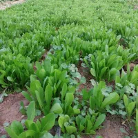 تیم یا نشا کاهو